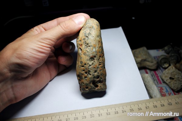 окаменевшее дерево