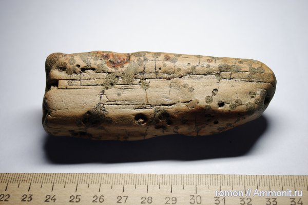 окаменевшее дерево