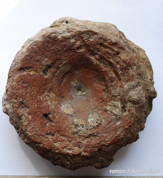 рептилии, ихтиозавры, позвонки