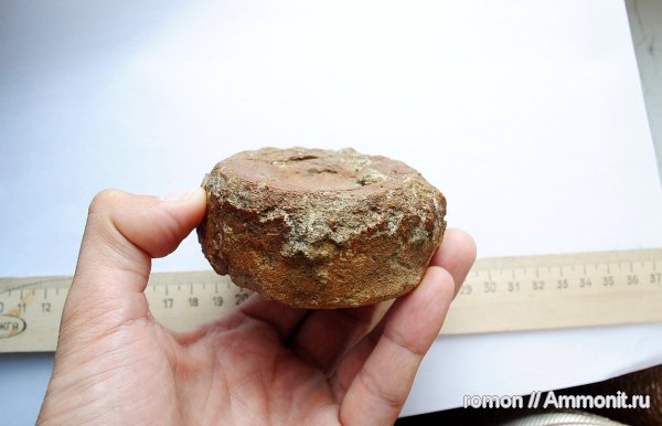 рептилии, водные рептилии, позвоночные, позвонки