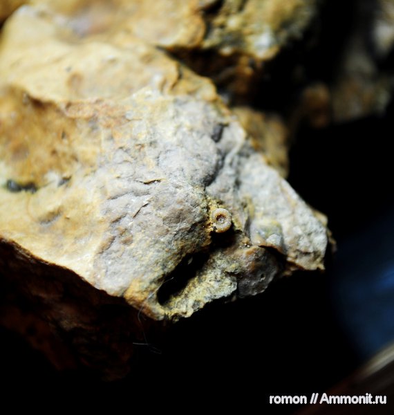 моллюски, девон, головоногие моллюски, Devonian, беспозвоночные