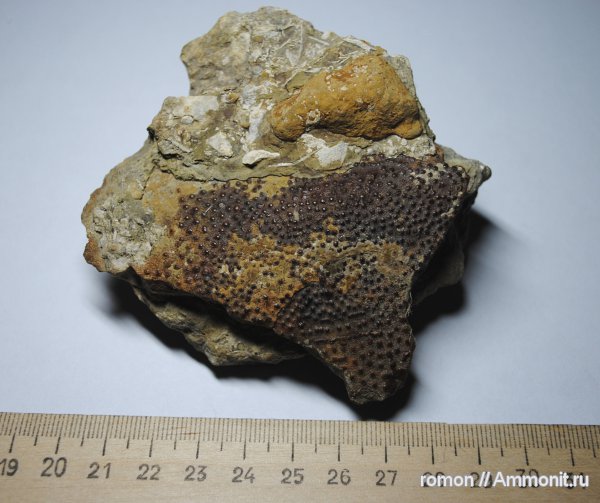 рыбы, позвоночные, плакодермы, бесчелюстные рыбы, панцирные рыбы, fish