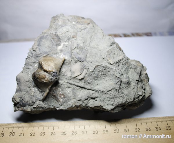 брахиоподы, беспозвоночные, Spiriferida