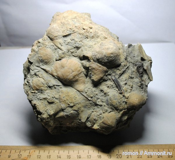 брахиоподы, девон, рыбы, Devonian, fish