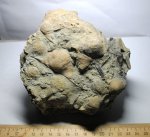 Челюсть девонской рыбы .