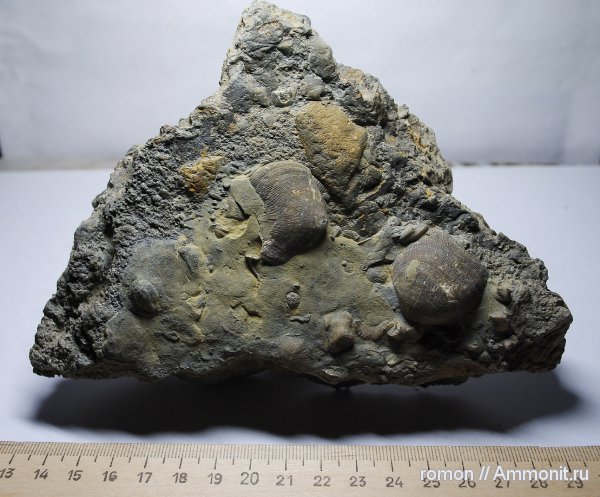 брахиоподы, девон, Devonian, Schizophoria