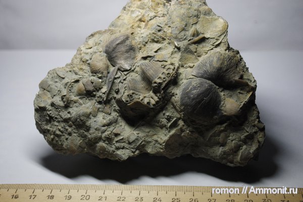 девон, Devonian, Aulopora, Productida, Spiriferida, полипы