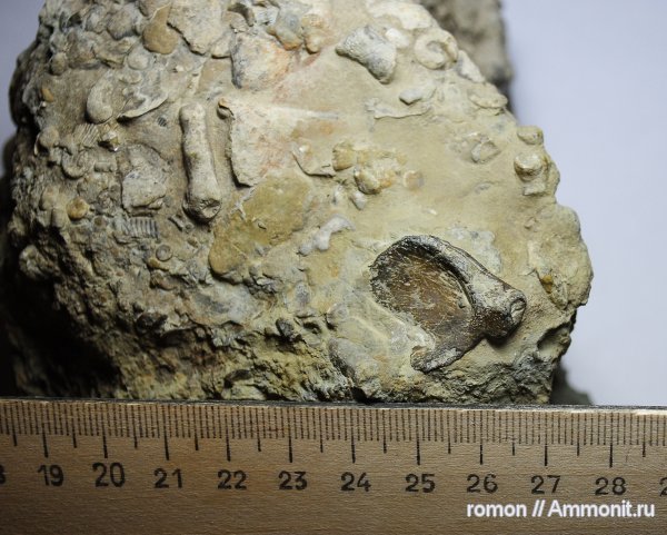 девон, Devonian, плакодермы, Ptyctodus