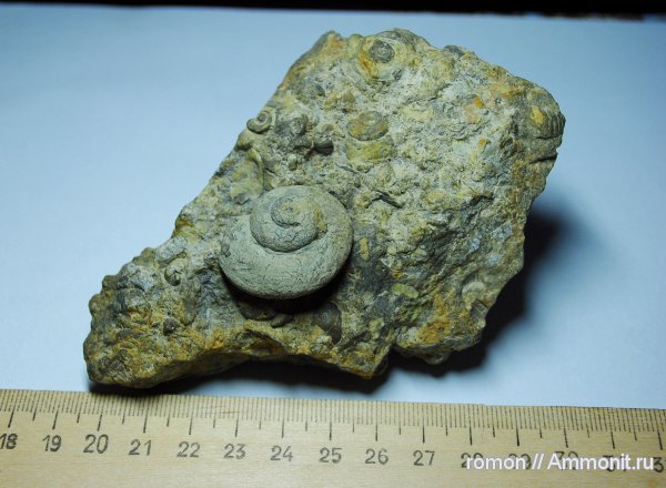 моллюски, брюхоногие моллюски