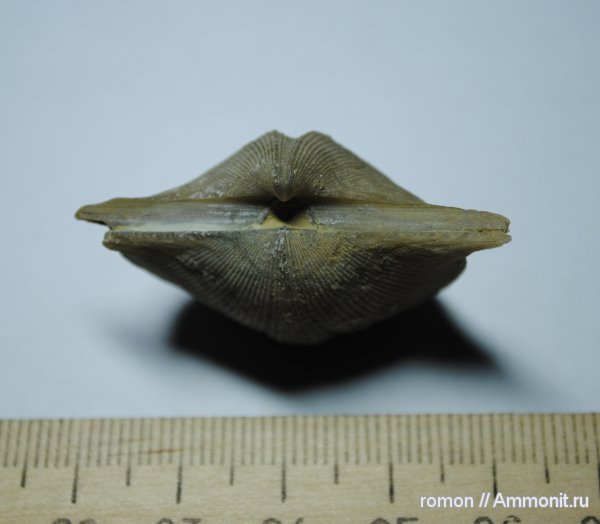 Cyrtospirifer, Spiriferida