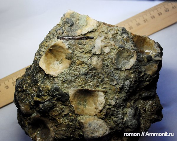 брахиоподы, девон, рыбы, Devonian, Productida, fish