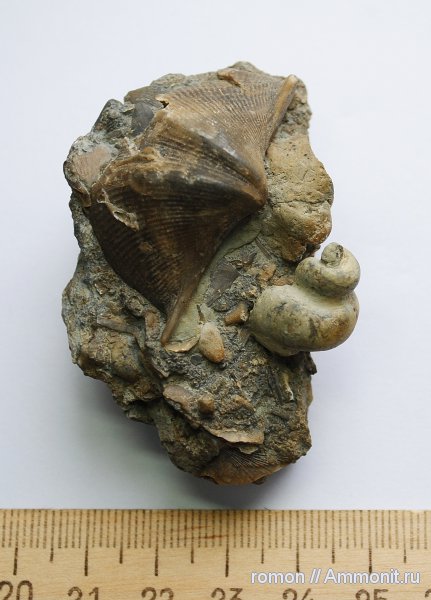 девон, Devonian, Spiriferida