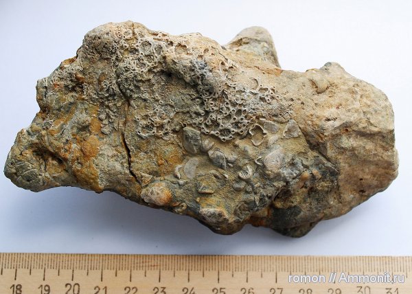 девон, Devonian, Aulopora, обрастание