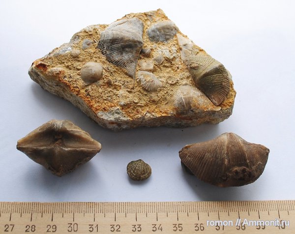 брахиоподы, беспозвоночные, Spiriferida, Рудкино