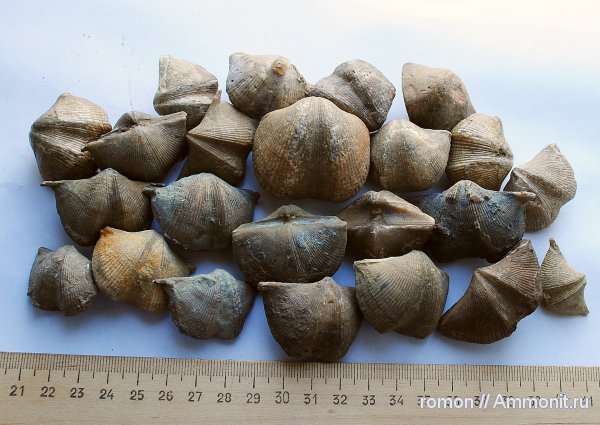 брахиоподы, девон, Devonian, Spiriferida