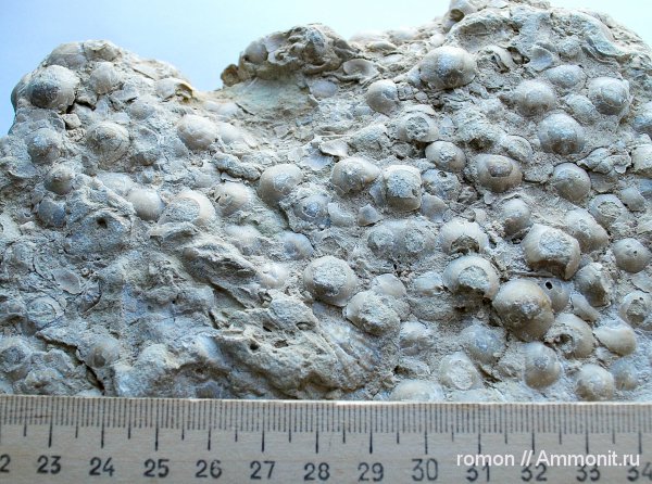 девон, Devonian