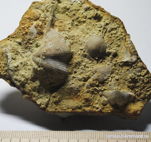 брахиоподы, девон, Devonian, Spiriferida