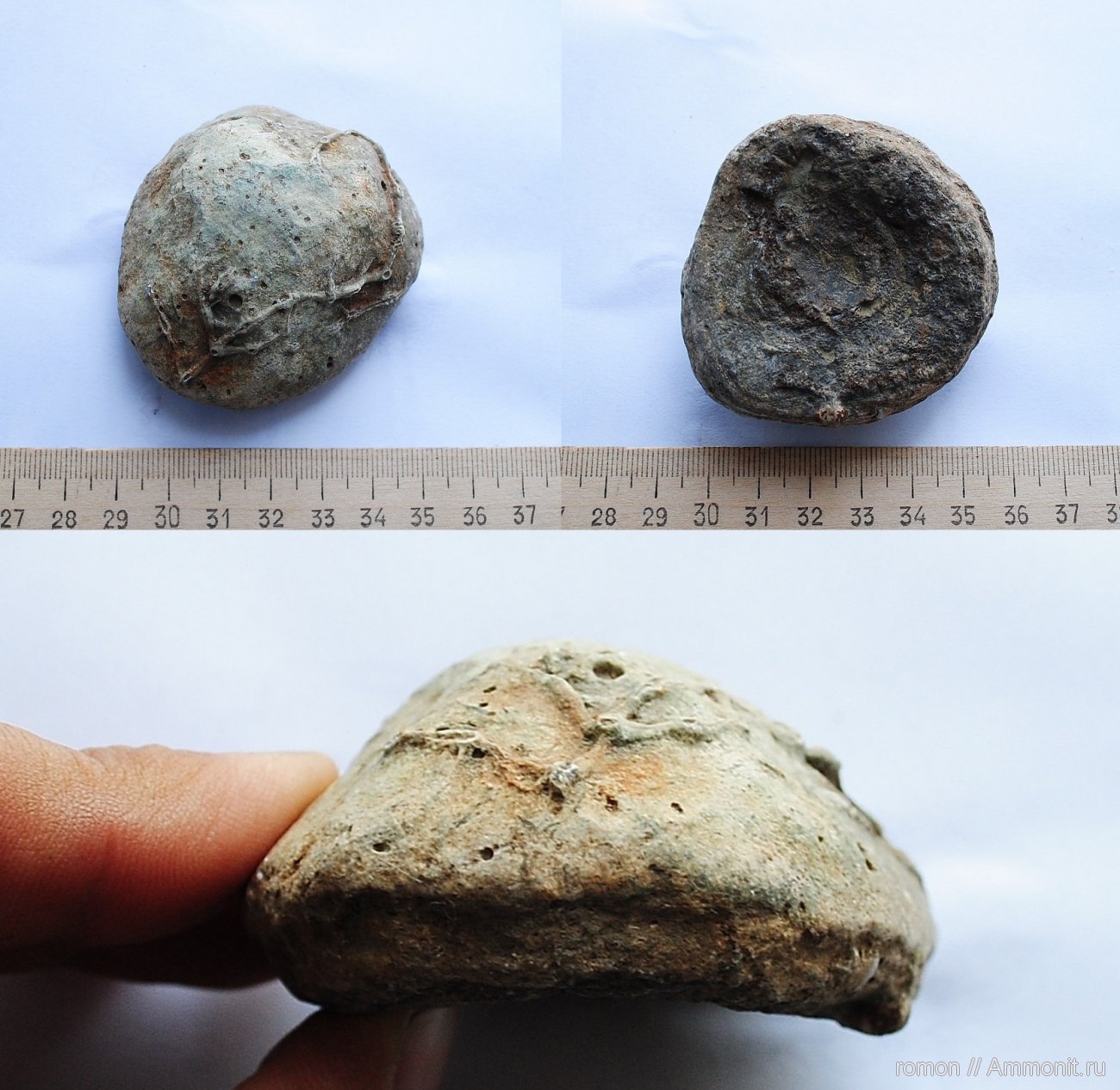 Мшанка? - Девон