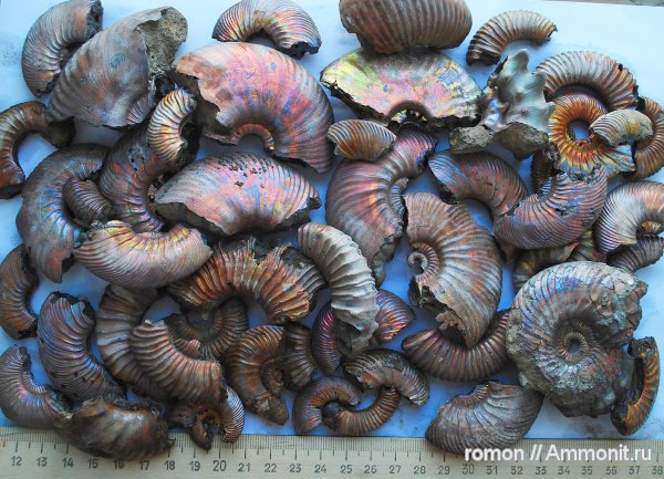 аммониты, Peltoceras, Дубки, Ammonites, Peltoceras schroederi
