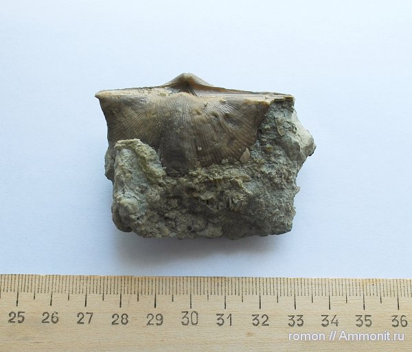 брахиоподы, девон, Devonian, Spiriferida