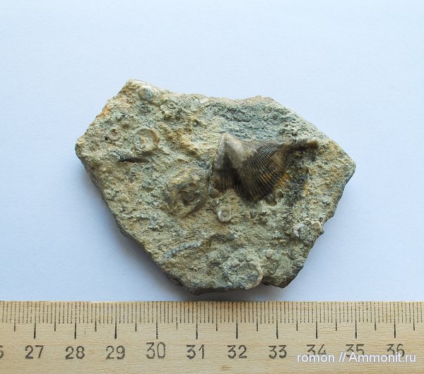 девон, Devonian, Spiriferida