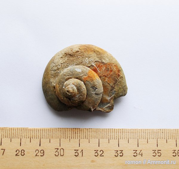 гастроподы