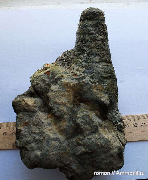 прямораковинные головоногие