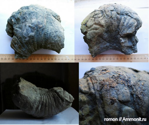 моллюски, Discosorida