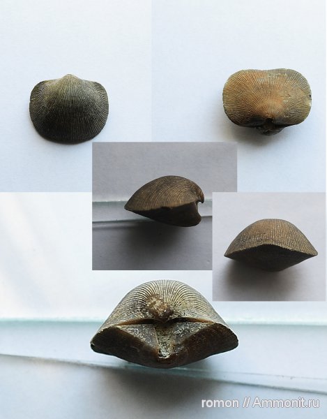 брахиоподы, Schizophoria