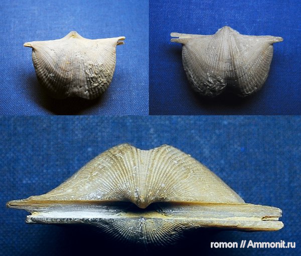 Cyrtospirifer, Spiriferida, Cyrtospirifer disjunctus, Epizoans