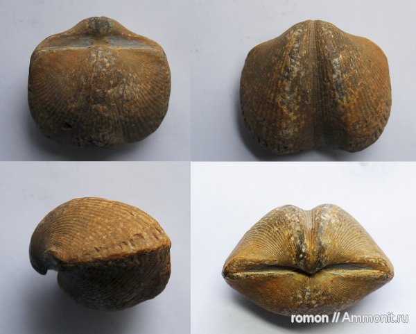 девон, Devonian, Cyrtospirifer, Spiriferida, Cyrtospirifer disjunctus