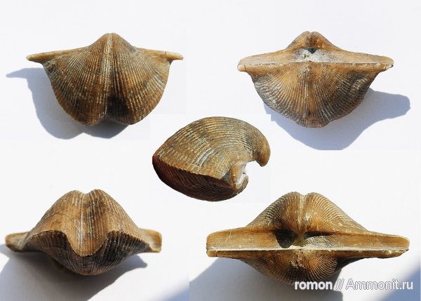 Cyrtospirifer, Spiriferida