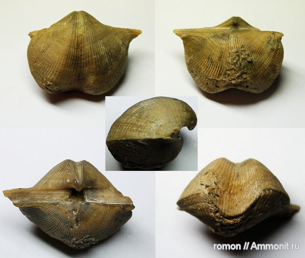 девон, Devonian, прижизненные повреждения, Spiriferida, обрастание, encrustation of brachiopods, Epizoans, Прижизненные деформации (уродство) брахиопод