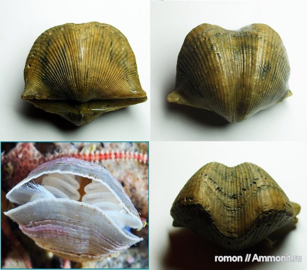 девон, Devonian, Spiriferida