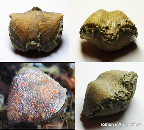 Aulopora, Spiriferida, полипы, обрастание, encrustation of brachiopods, Epizoans