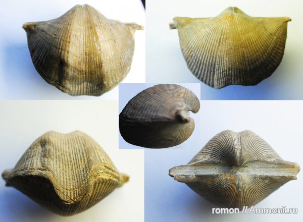 брахиоподы, беспозвоночные, прижизненные повреждения, Spiriferida