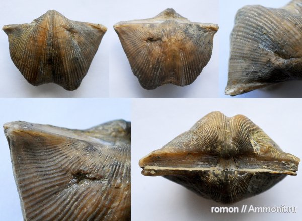 брахиоподы, прижизненные повреждения, Spiriferida, Прижизненные повреждения брахиопод