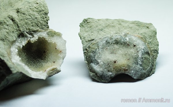 брахиоподы, девон, Devonian