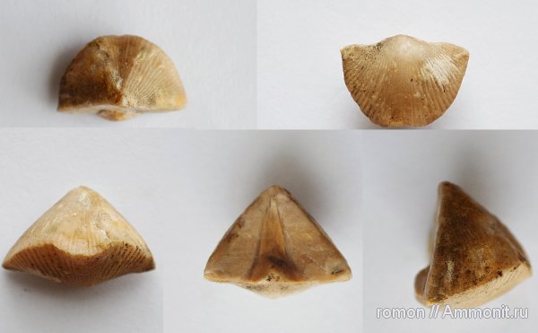 брахиоподы, Cyrtospirifer, Spiriferida, Cyrtospirifer tenticulum