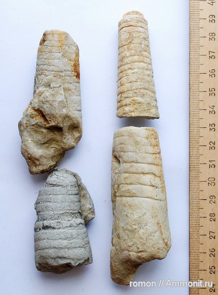 ортоцерасы, наутилоидеи, прямораковинные головоногие