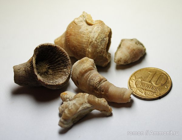 девон, Devonian, ругозы