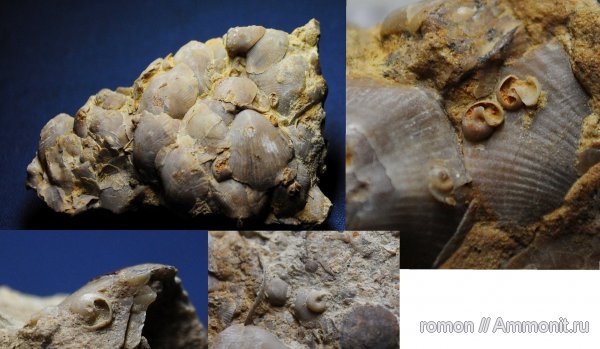 кольчатые черви, Microconchida, Epizoans, Palaeoconchus