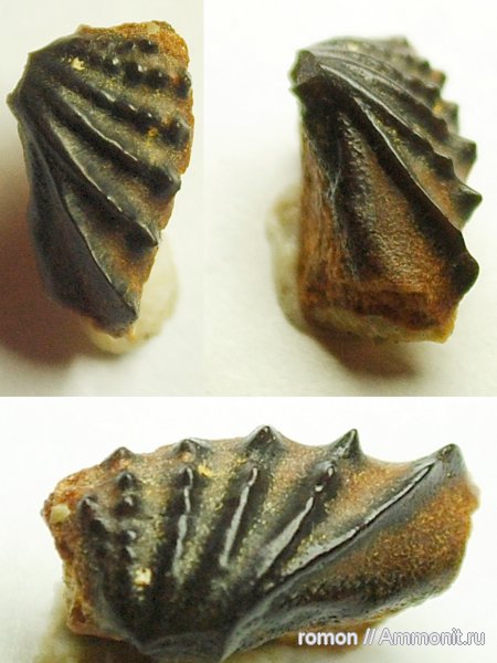 девон, рыбы, Devonian, Sarcopterygii, Dipnoi, fish