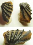 Глоточный зуб девонской рыбы.