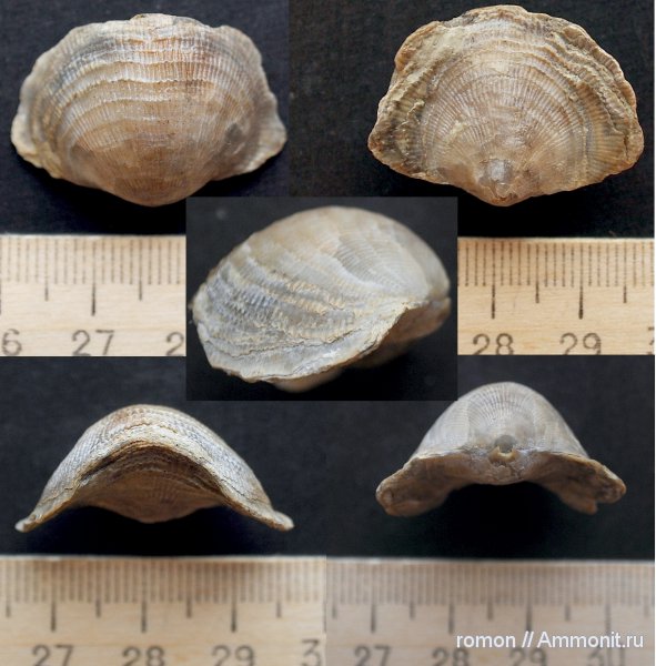 брахиоподы, девон, Devonian, Atrypida