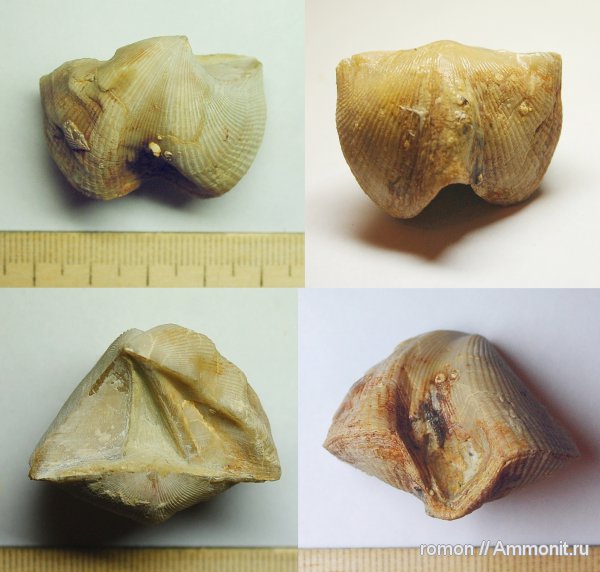 брахиоподы, девон, Devonian, Cyrtospirifer, прижизненные повреждения, Spiriferida, Cyrtospirifer tenticulum, Прижизненные деформации (уродство) брахиопод, 