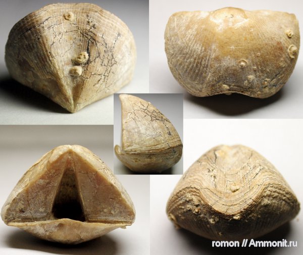 брахиоподы, девон, Devonian, Cyrtospirifer, Spiriferida, Microconchida, обрастание, Cyrtospirifer tenticulum, Epizoans, Palaeoconchus