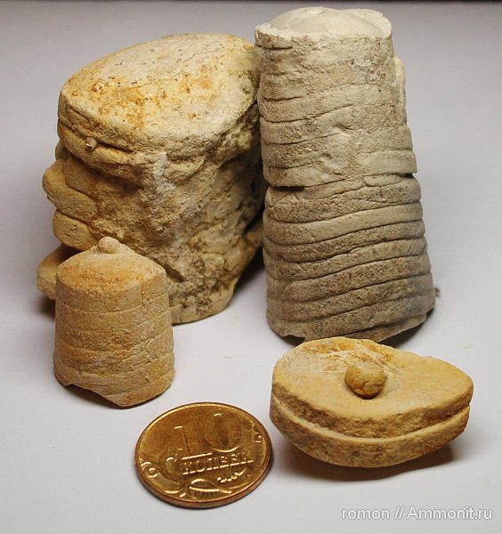 ортоцерасы, девон, наутилоидеи, прямораковинные головоногие, Devonian, Orthoceras