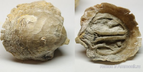 брахиоподы, девон, Devonian, Atrypa, Atrypida