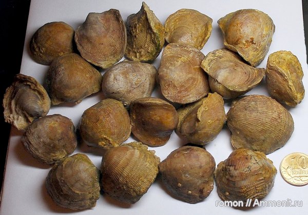 брахиоподы, девон, Devonian, Atrypa, Atrypida